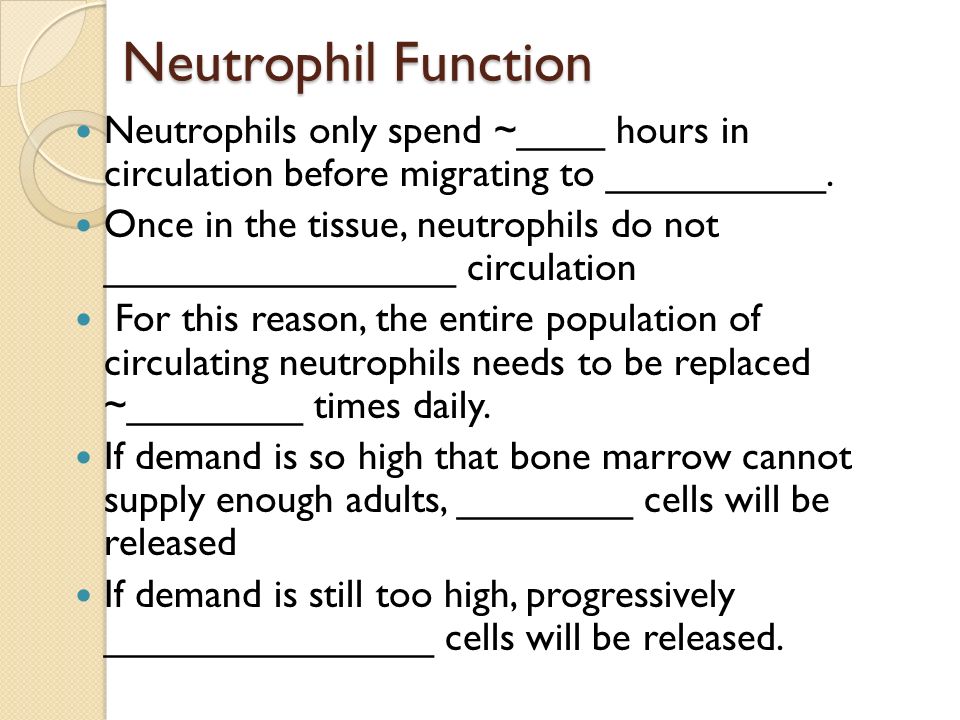Neutrophil Function Neutrophils only spend ~____ hours in circulation before migrating to __________.