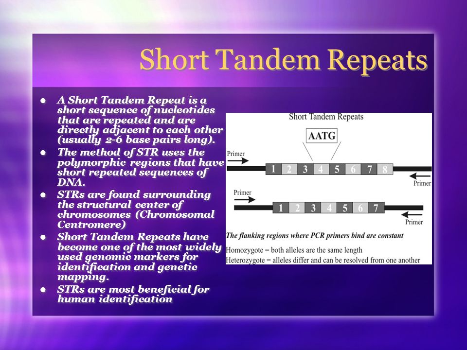 Short Tandem Repeats (STR) and Variable Number Tandem Repeats (VNTR) - ppt  download