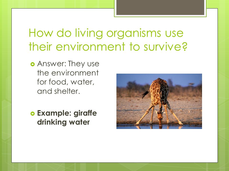 How do living organisms use their environment to survive