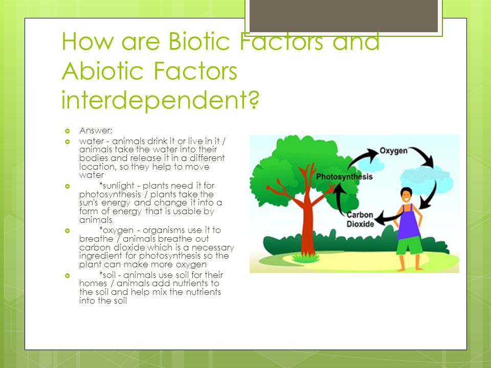 How are Biotic Factors and Abiotic Factors interdependent
