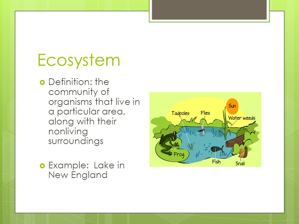 Ecosystem Definition: the community of organisms that live in a particular area, along with their nonliving surroundings.