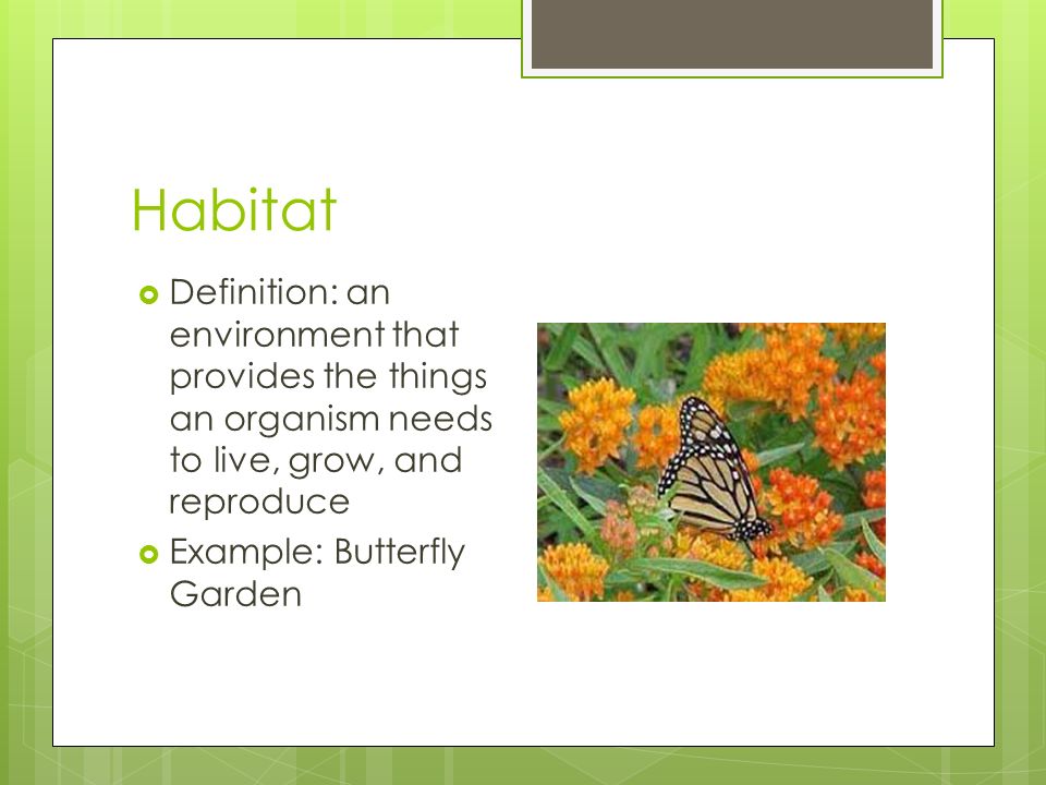 Habitat Definition: an environment that provides the things an organism needs to live, grow, and reproduce.