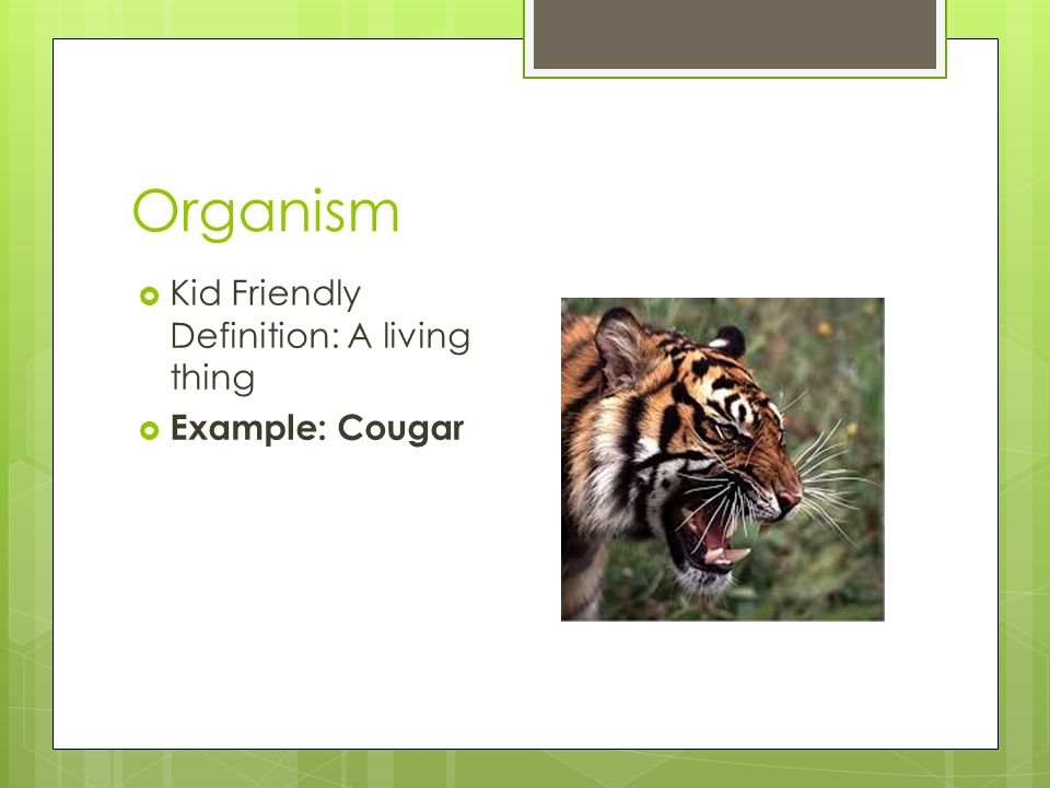 Organism Kid Friendly Definition: A living thing Example: Cougar