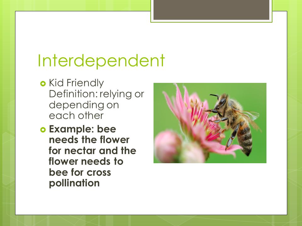 Interdependent Kid Friendly Definition: relying or depending on each other.
