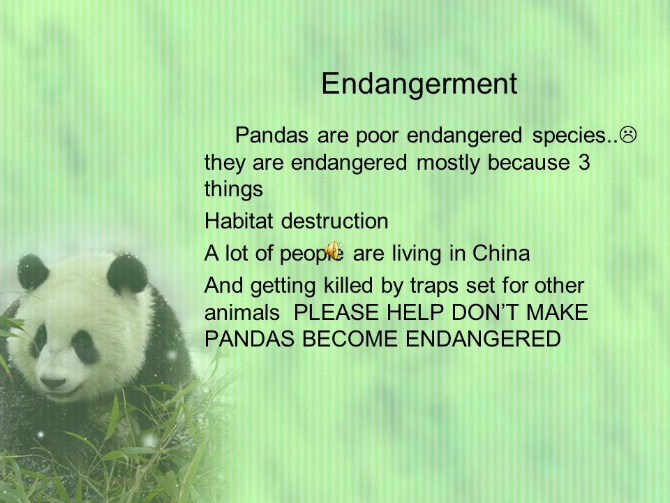 Why Are Pandas Endangered? • Earthpedia •