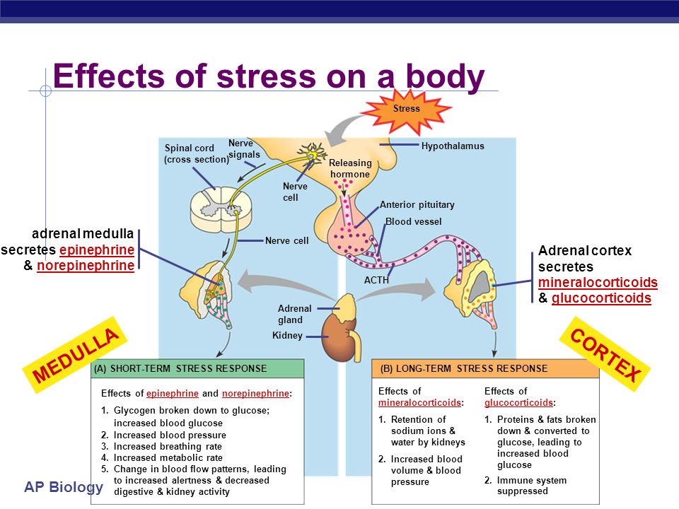 Presentation on theme: "Endocrine System Hormones 2007-2008."