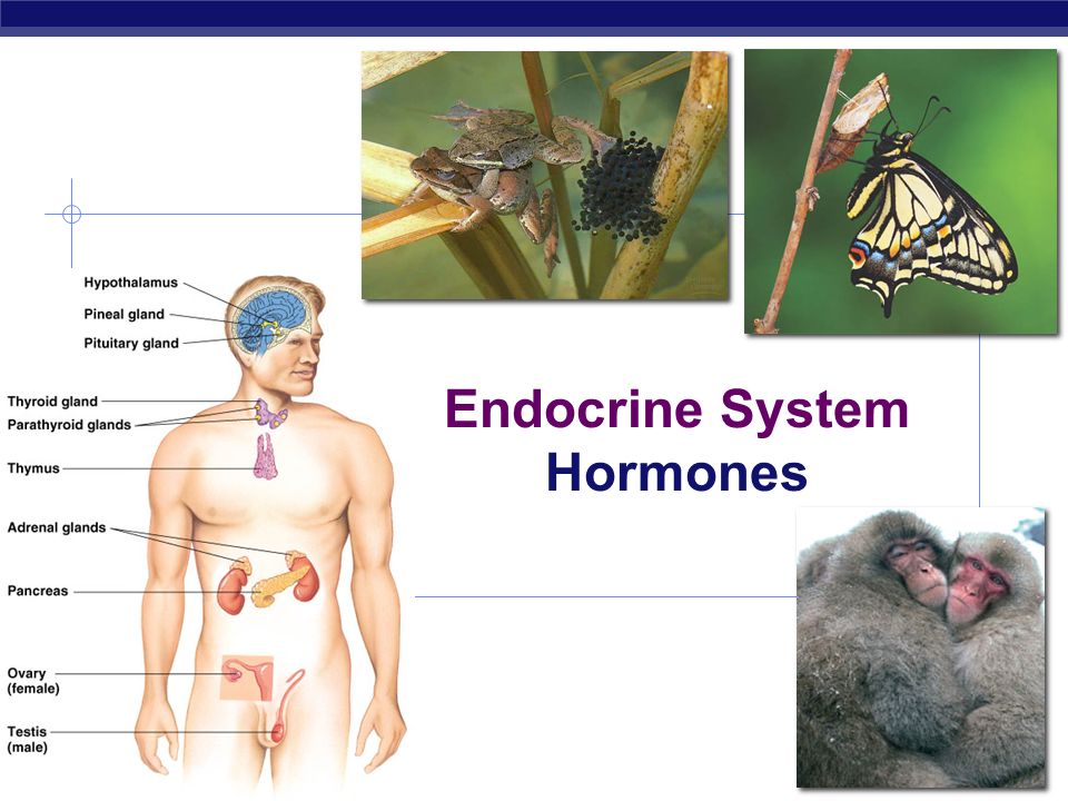 The endocrine system презентация