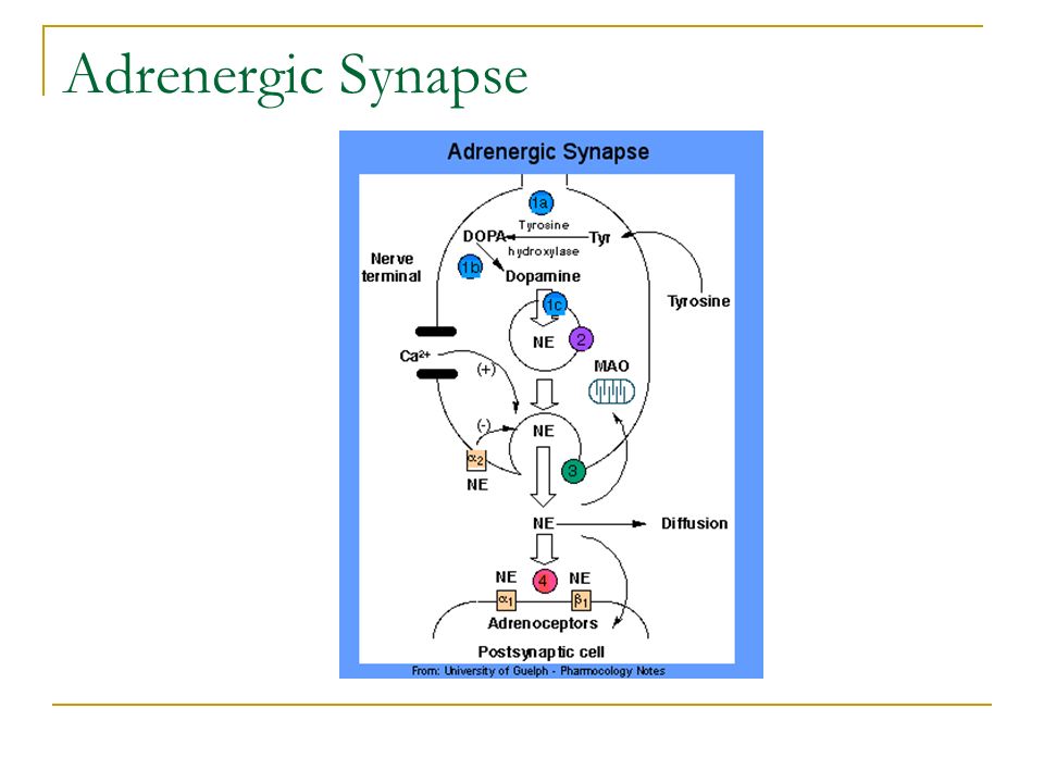 Adrenergic Synapse
