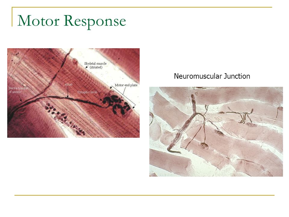 Motor Response Neuromuscular Junction