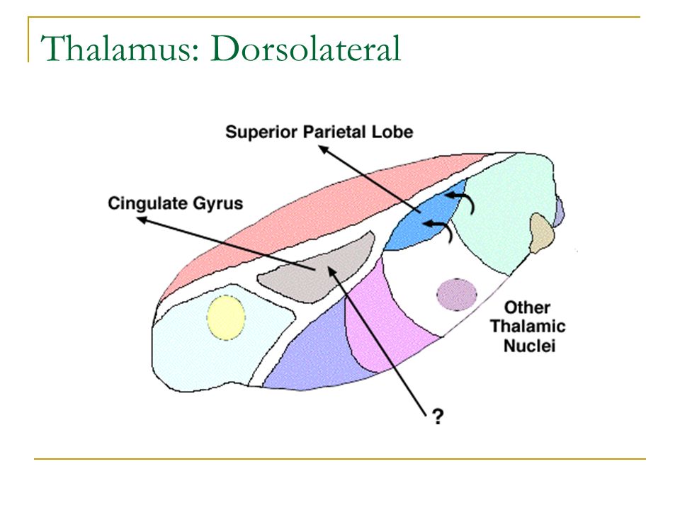 Thalamus: Dorsolateral
