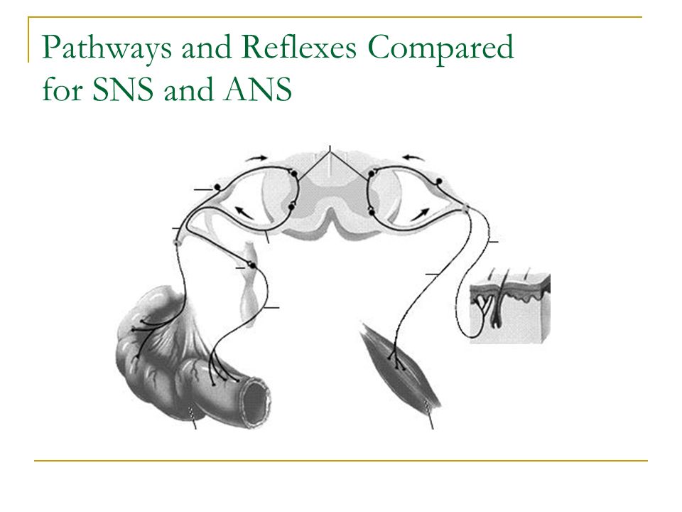 Pathways and Reflexes Compared for SNS and ANS