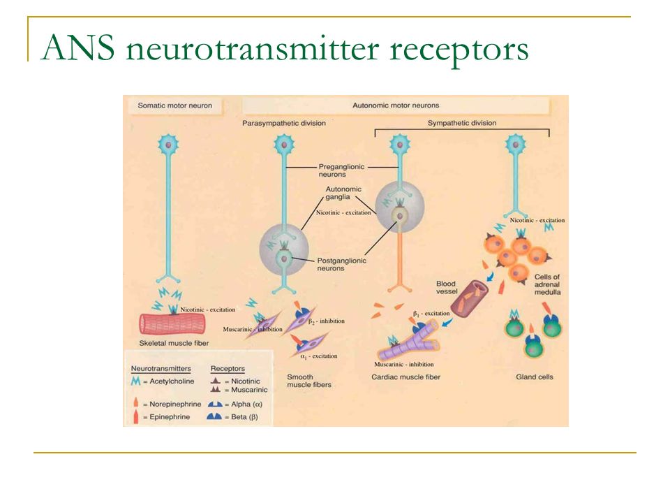 ANS neurotransmitter receptors