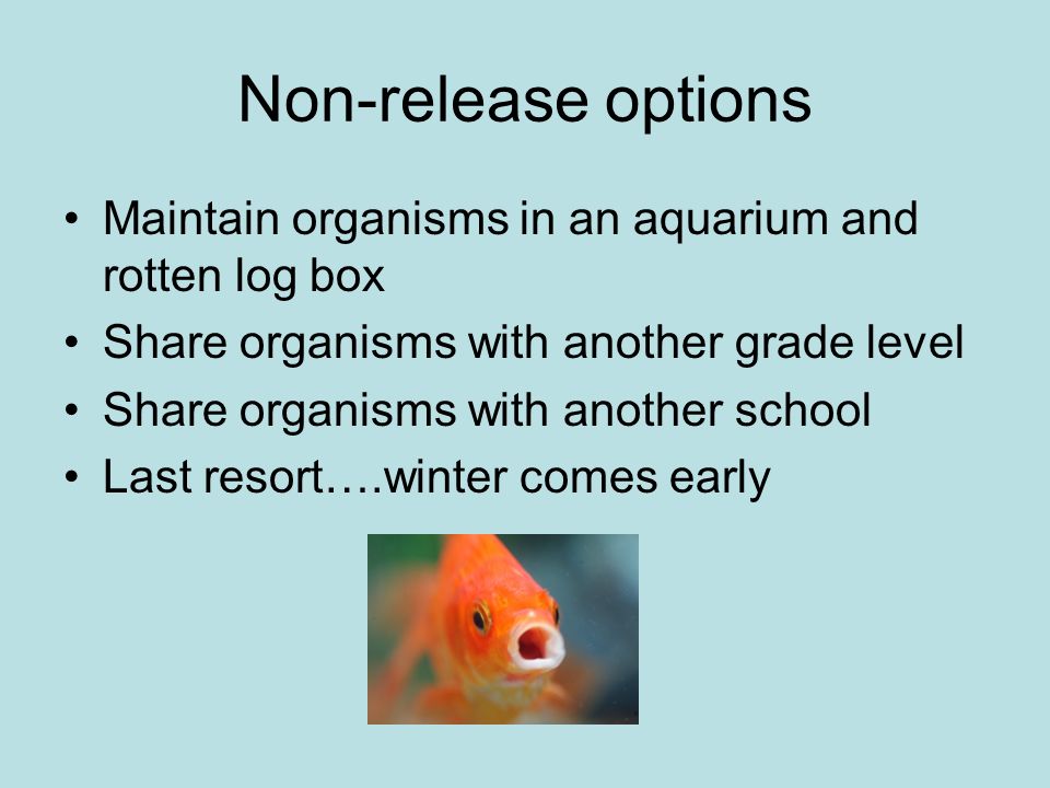 Non-release options Maintain organisms in an aquarium and rotten log box. Share organisms with another grade level.