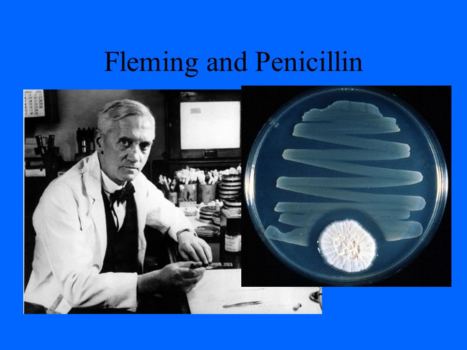 Alexander fleming discovered penicillin. Антибиотики пенициллин Флеминг. Флеминг пенициллин открытие.