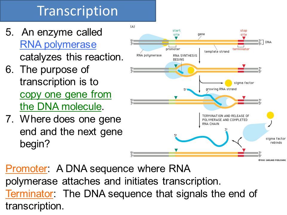 The Chemistry of Heredity - ppt download