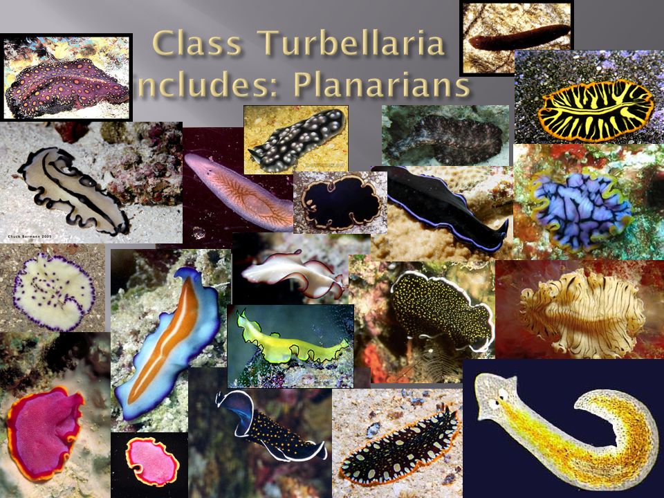 clase platyhelminthes