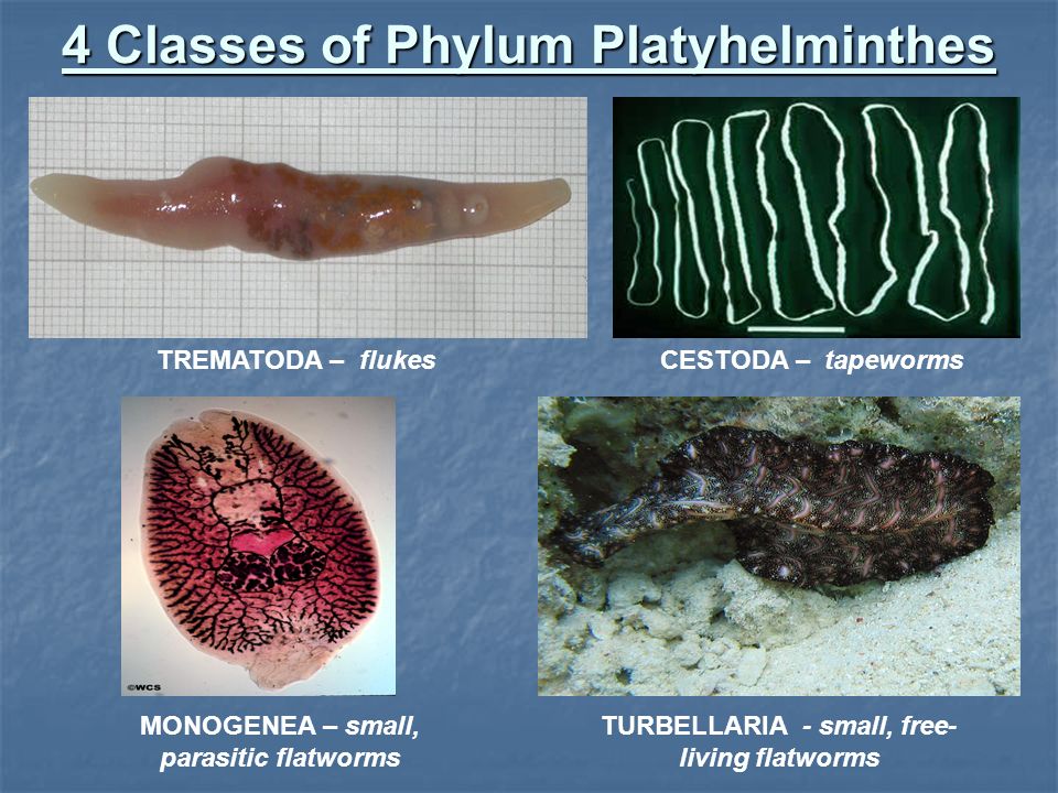 platyhelminthes 3 clase