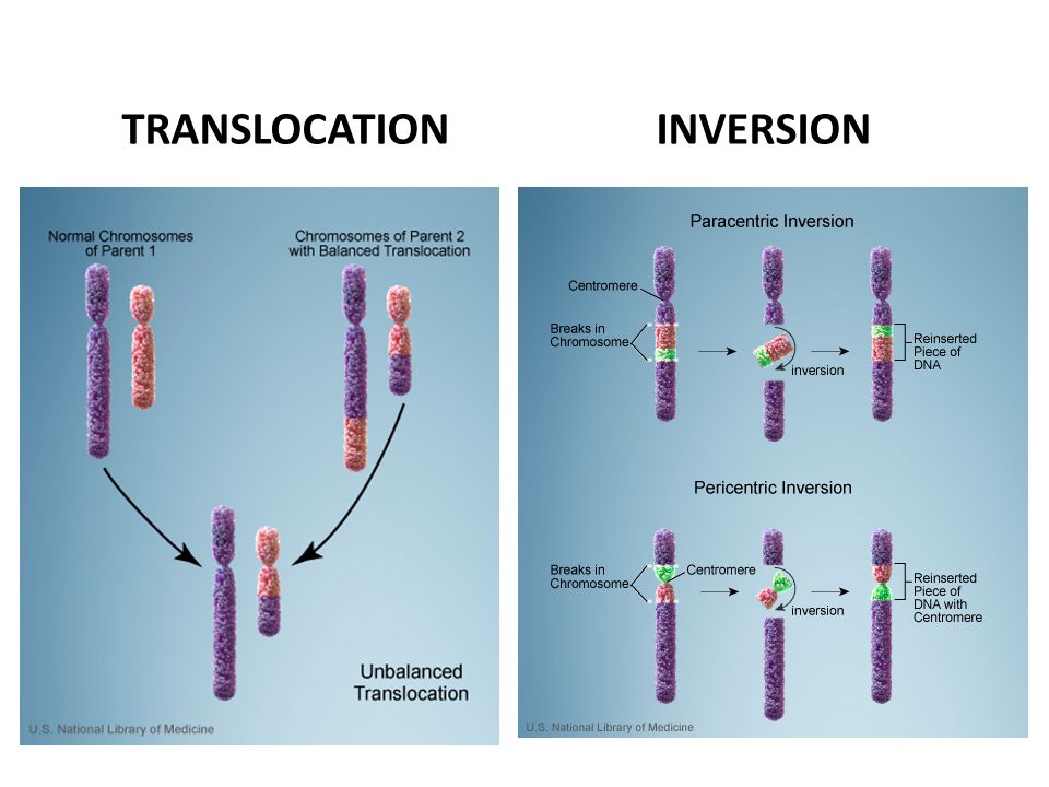 Установите последовательность изменений происходящих с хромосомами. Робертсоновская транслокация хромосом. Хромосомные мутации транслокация. Робертсоновская транслокация 21 хромосомы кариотип. Транслокация вириона.