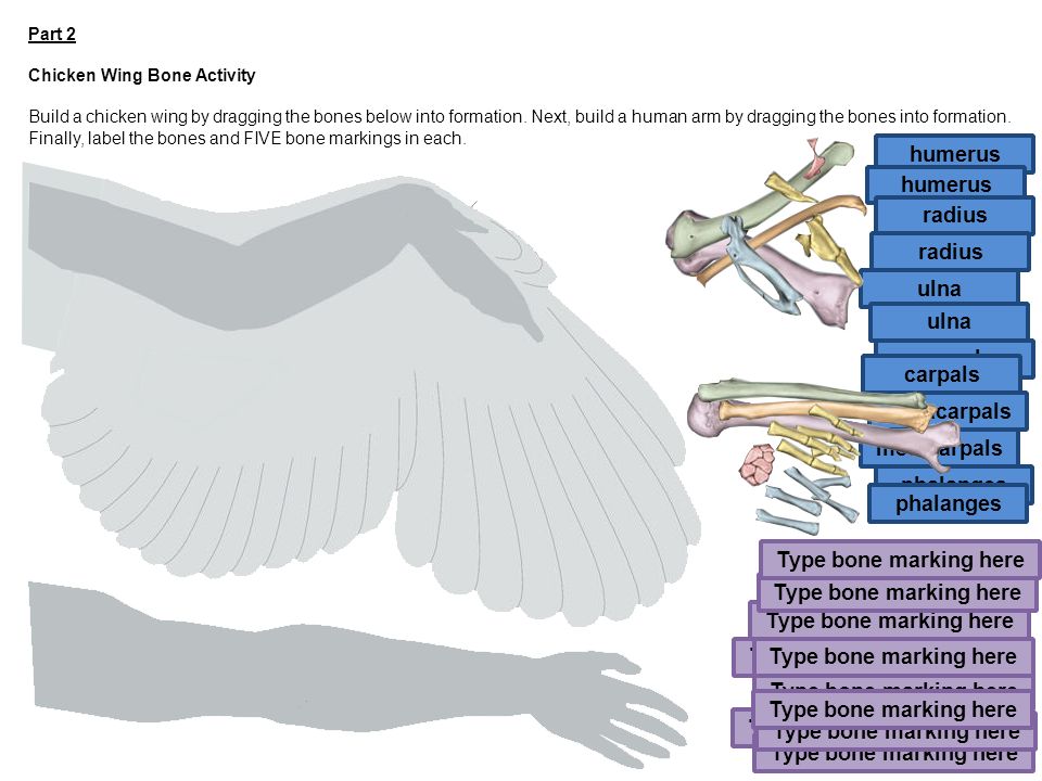 Bone Markings Chart