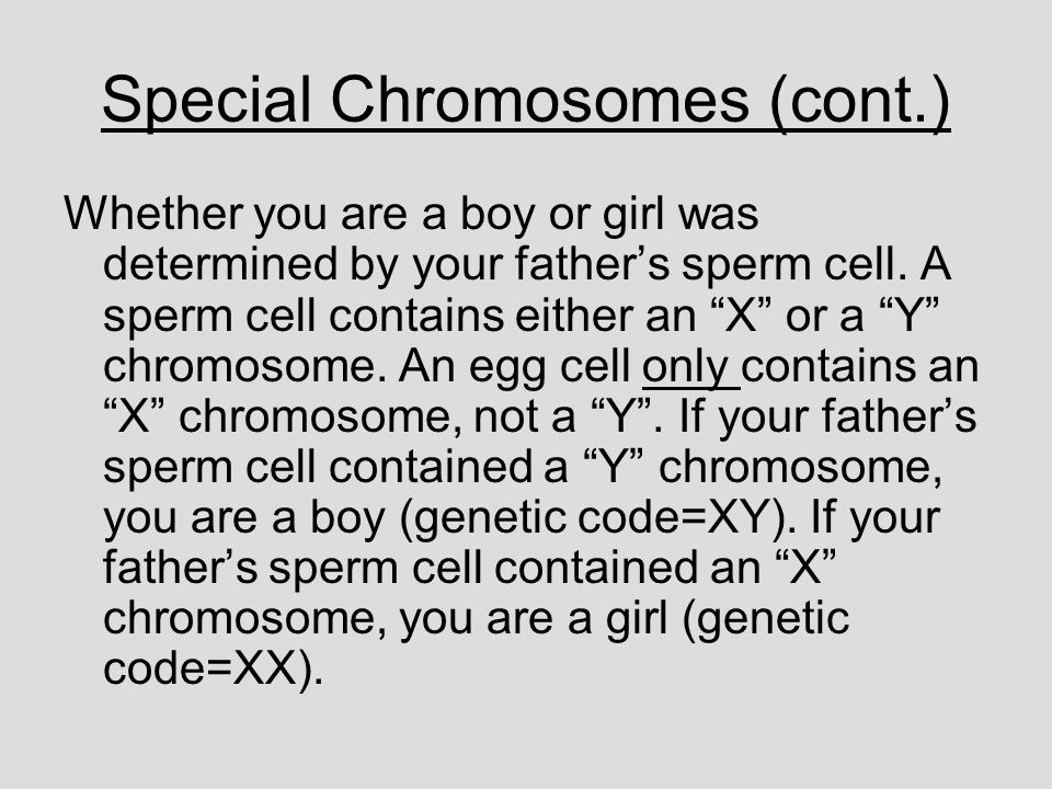 Special Chromosomes (cont.)