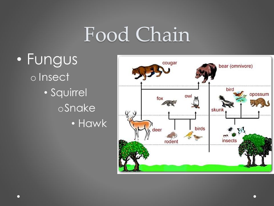 how energy absorb online video Deciduous ppt Temperate Forest download or how energy absorb online video Deciduous ppt Temperate Forest download or