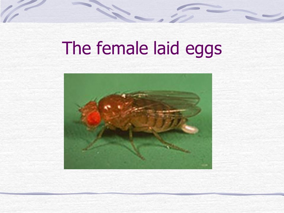The female laid eggs