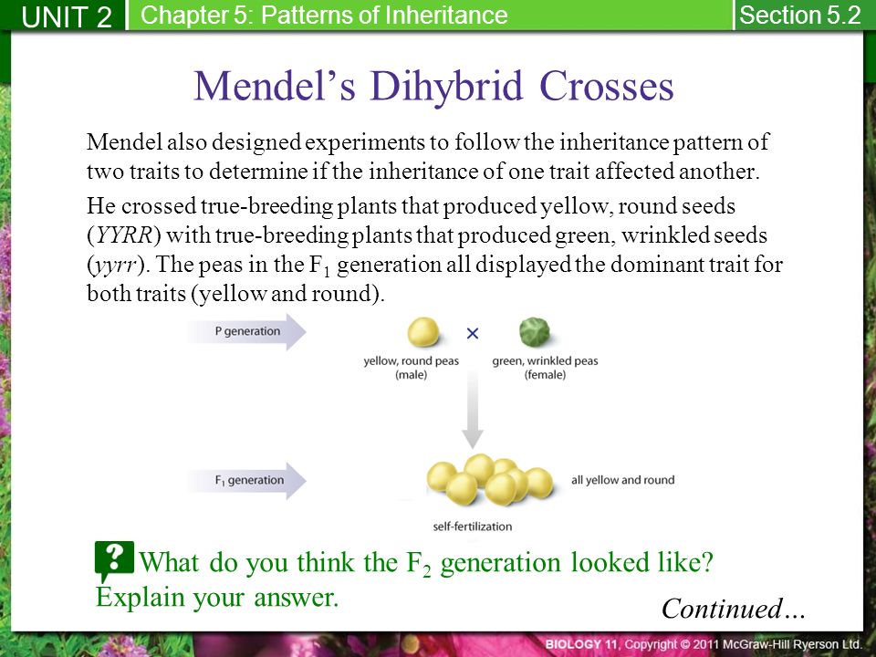 Mendel’s Dihybrid Crosses