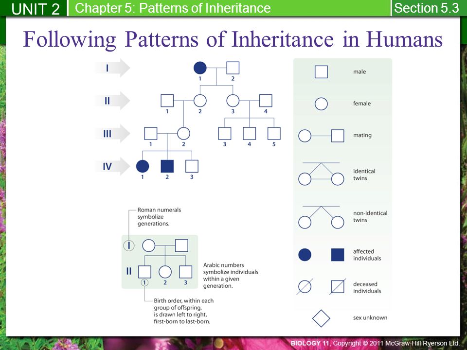 Following Patterns of Inheritance in Humans