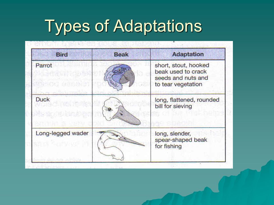 Lesson 9 Adaptations and Survival - ppt download