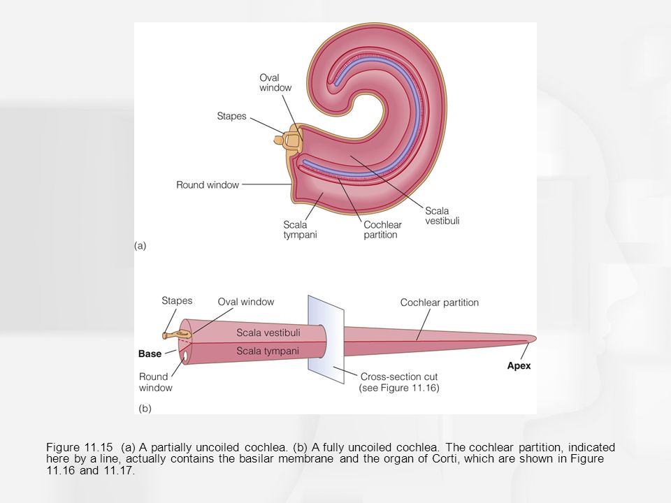 Figure (a) A partially uncoiled cochlea