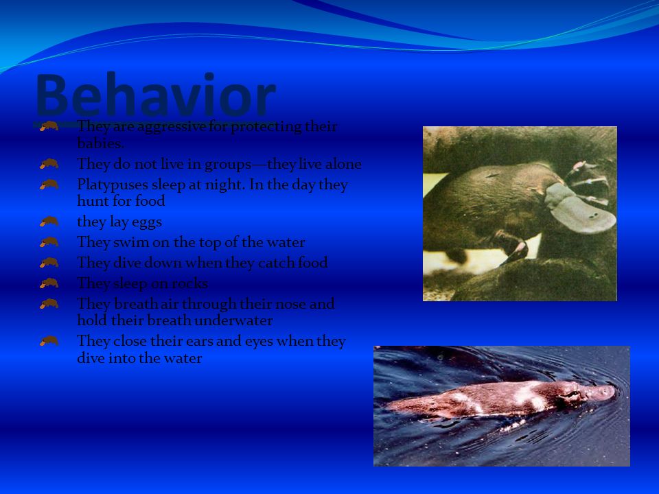 Behavior They are aggressive for protecting their babies.