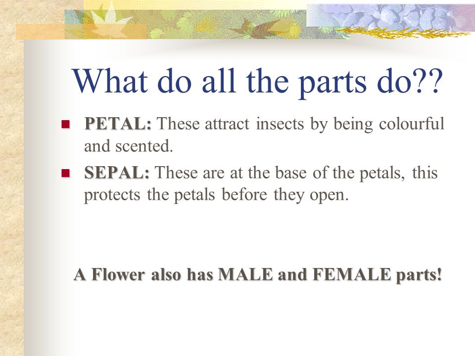 A Flower also has MALE and FEMALE parts!