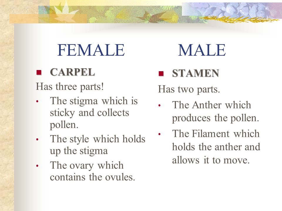 FEMALE MALE CARPEL Has three parts!