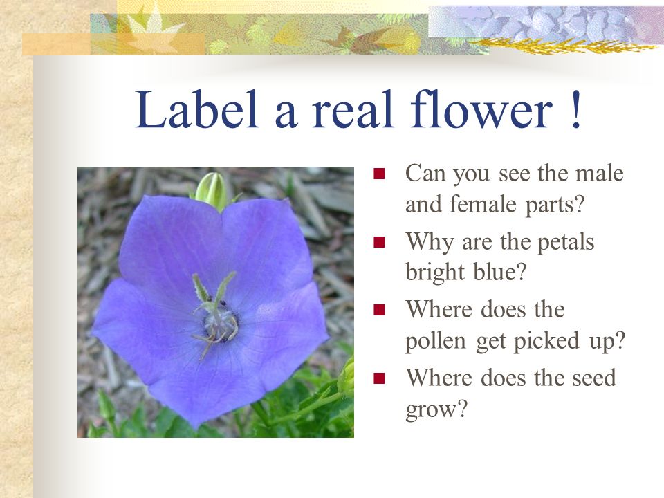 Label a real flower ! Can you see the male and female parts