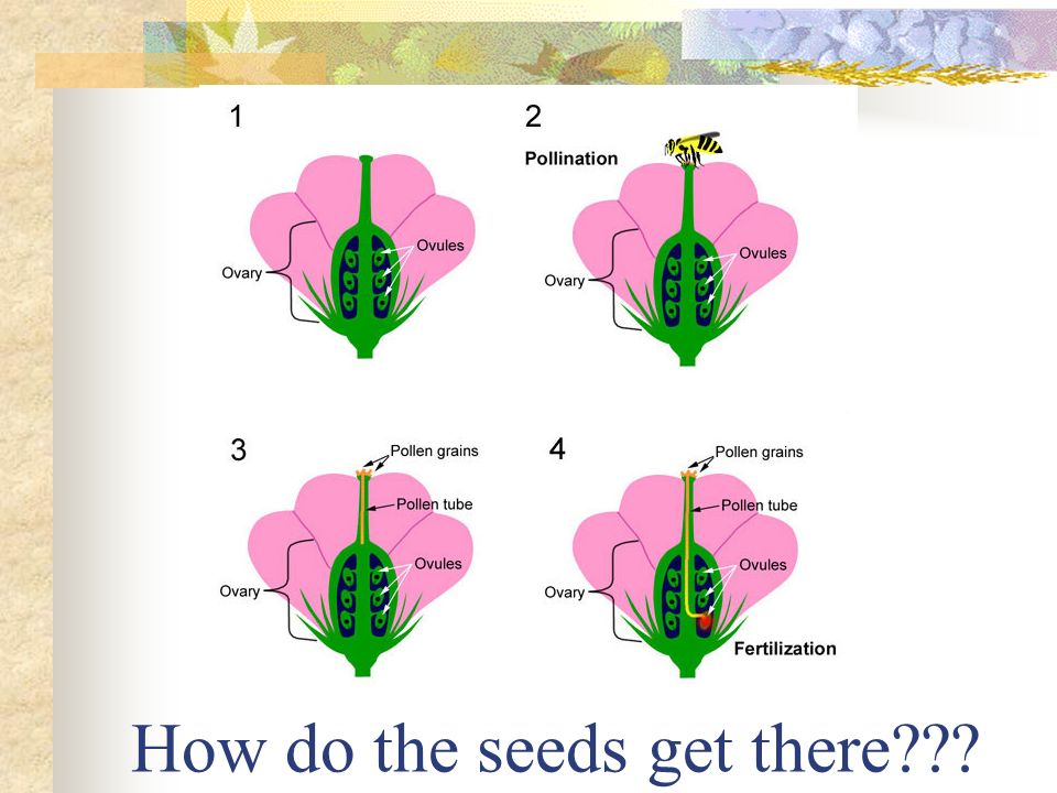 How do the seeds get there