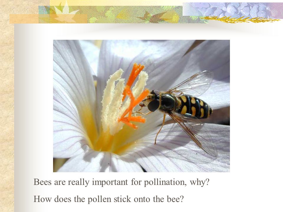 Bees are really important for pollination, why
