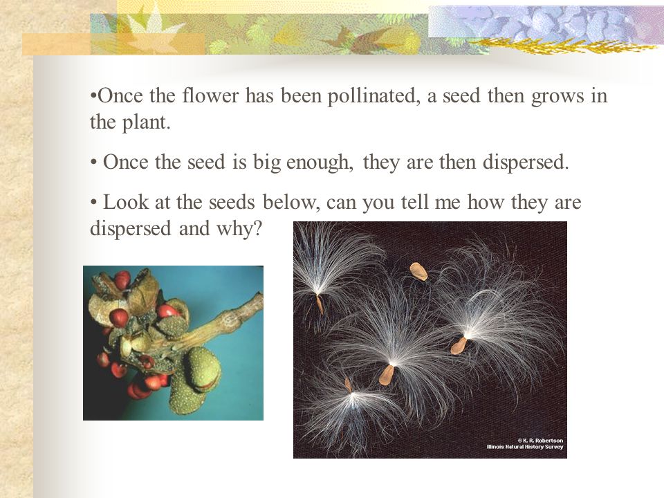 Once the flower has been pollinated, a seed then grows in the plant.