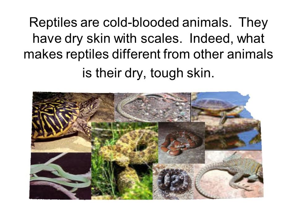 Reptiles Fill in the blanks on your worksheet as we read through the  powerpoint. - ppt video online download