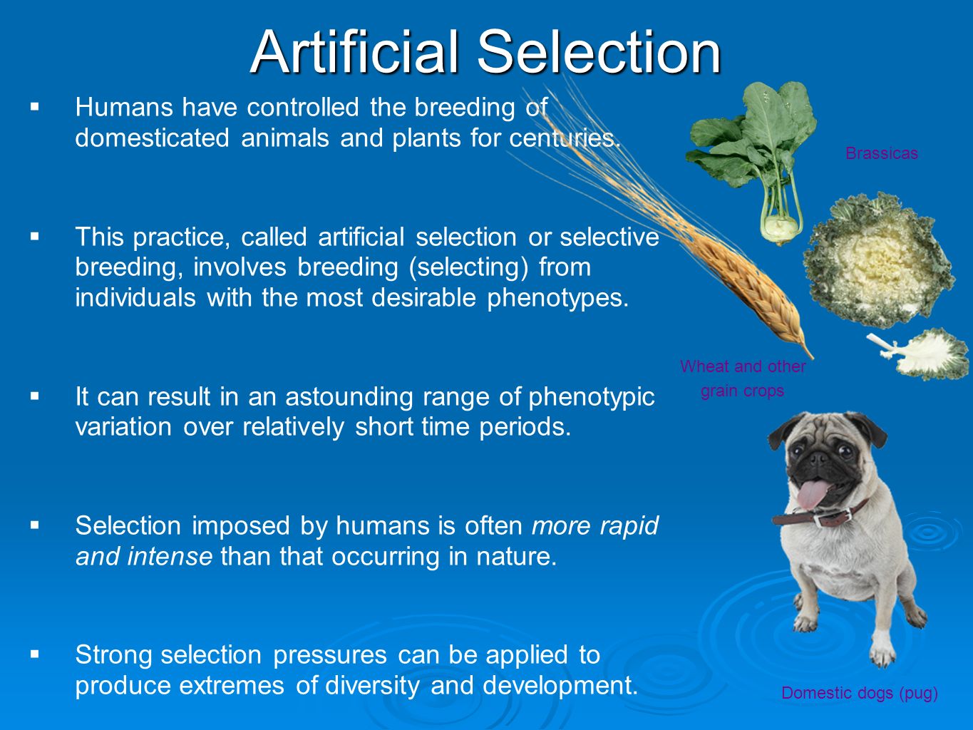Presentation on theme: "Stages of Natural Selection"- Presentatio...