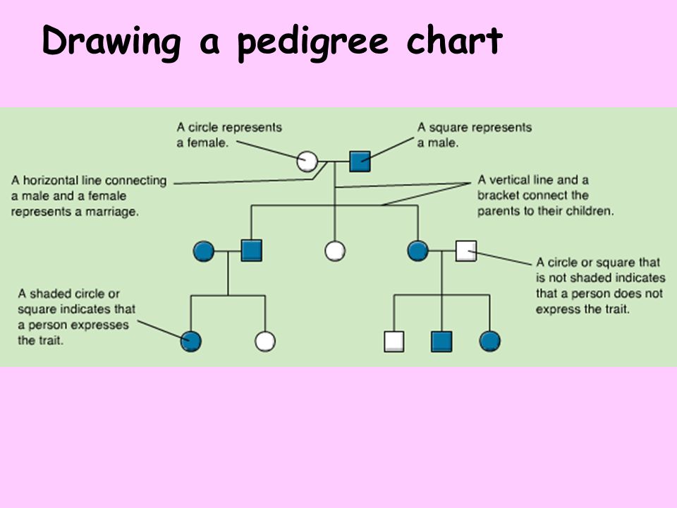 How Do I Make A Pedigree Chart