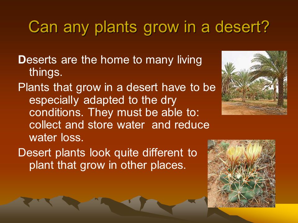 Can any plants grow in a desert