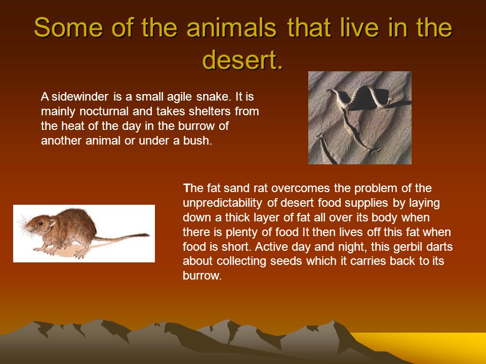 Some of the animals that live in the desert.