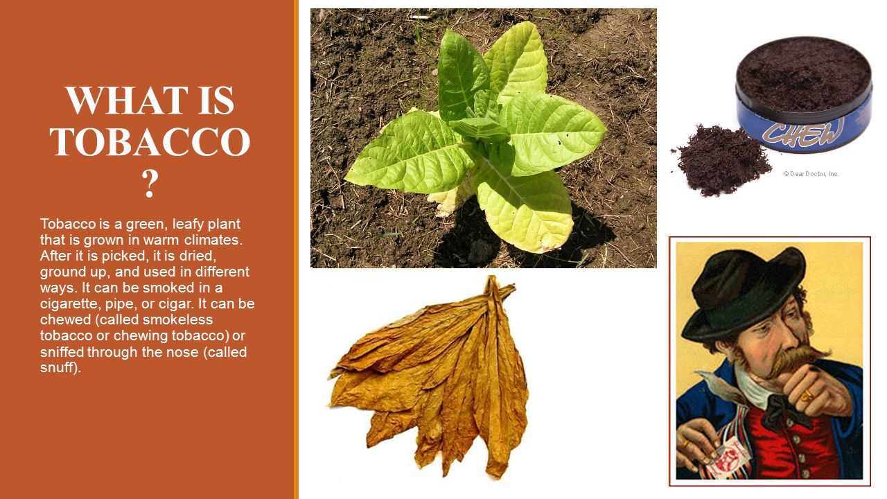 WHAT IS TOBACCO