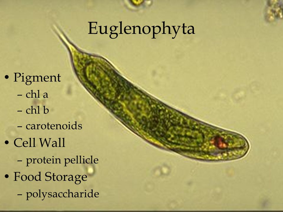 Protist Images: Euglenida: Euglena viridis