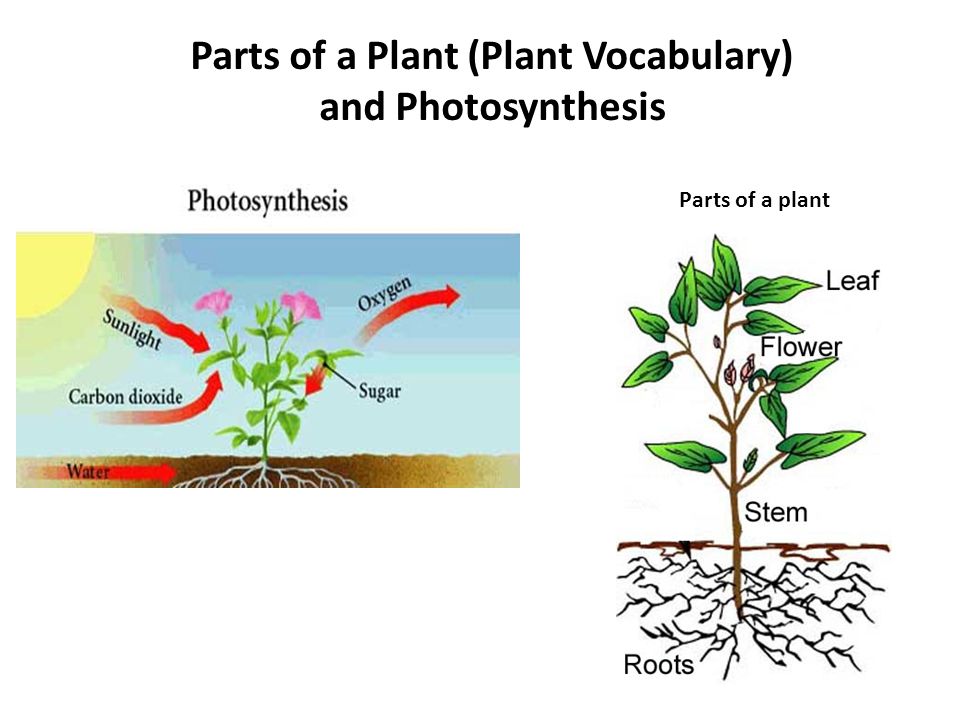 Parts of a Plant (Plant Vocabulary)
