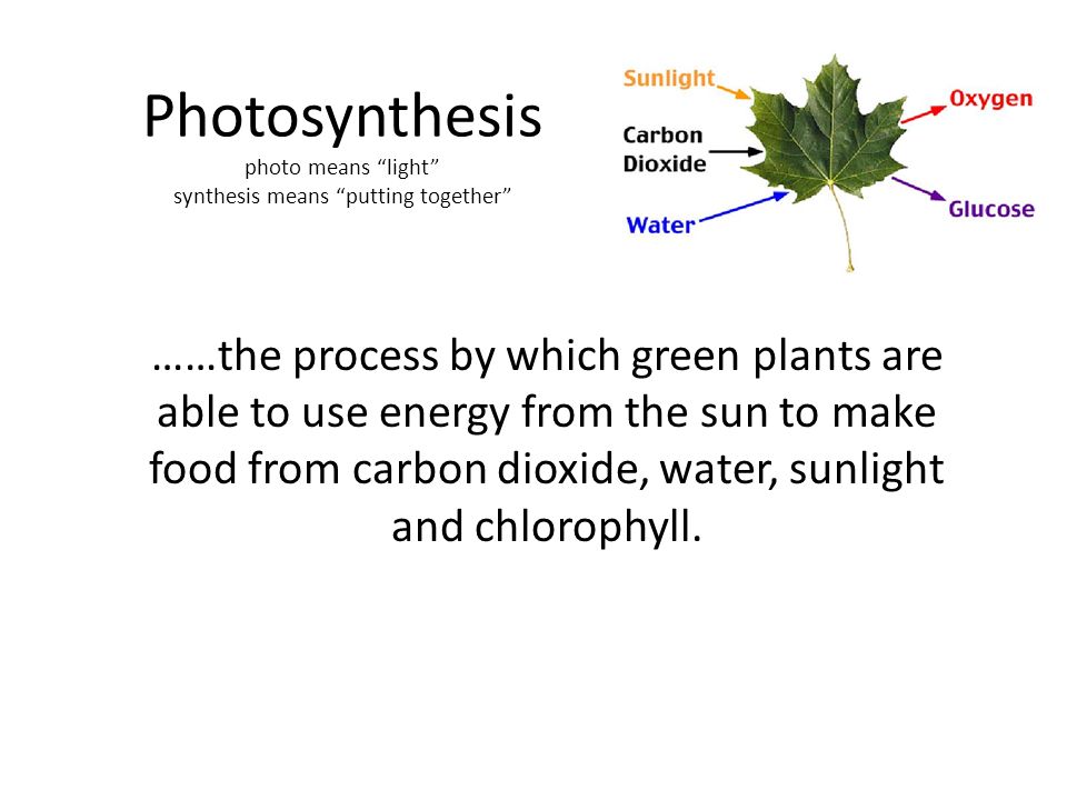 Photosynthesis photo means light synthesis means putting together