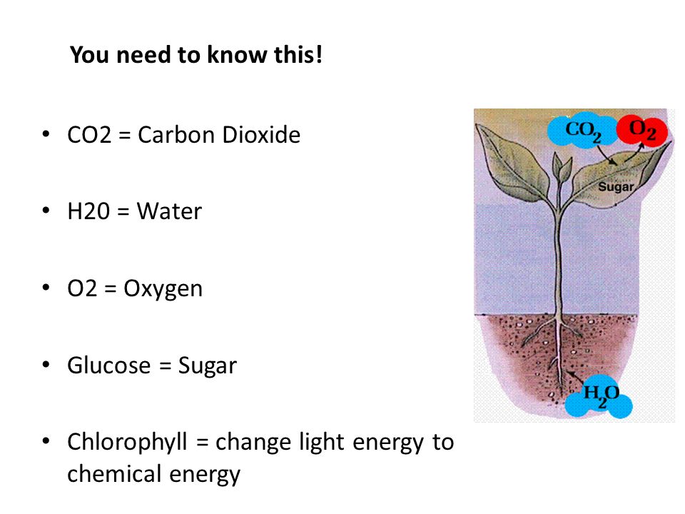 You need to know this. CO2 = Carbon Dioxide. H20 = Water.