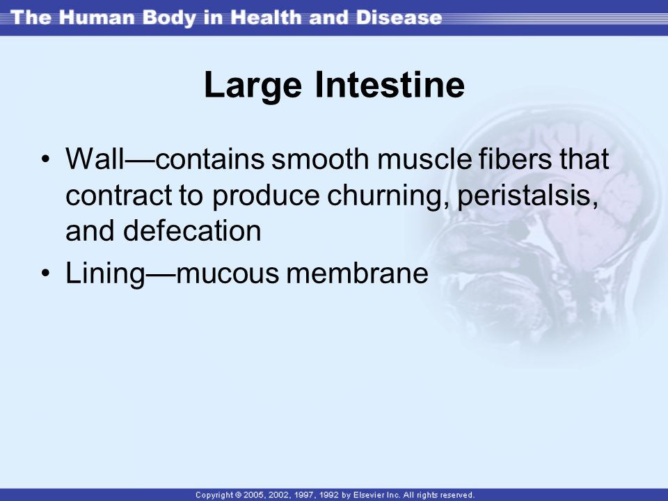 Large Intestine Wall—contains smooth muscle fibers that contract to produce churning, peristalsis, and defecation.