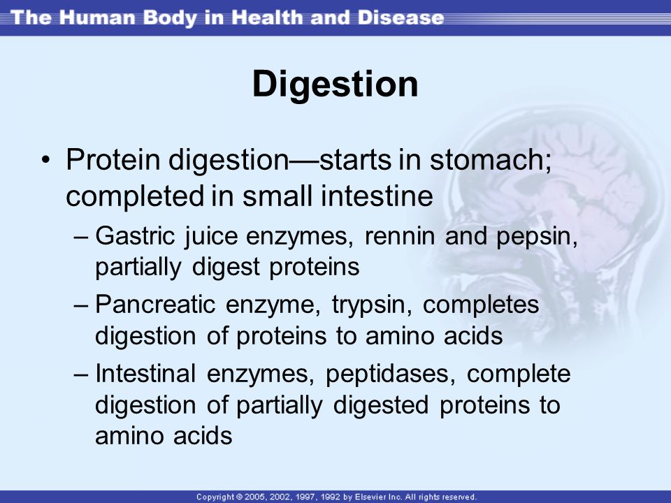 Digestion Protein digestion—starts in stomach; completed in small intestine. Gastric juice enzymes, rennin and pepsin, partially digest proteins.