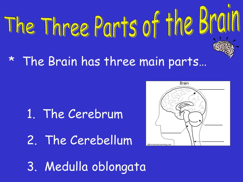 The Three Parts of the Brain